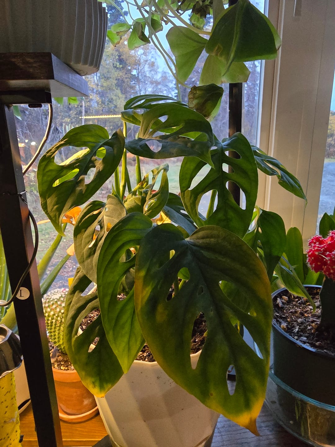 Customer photo review of Monstera adansonii 'Double Windows'