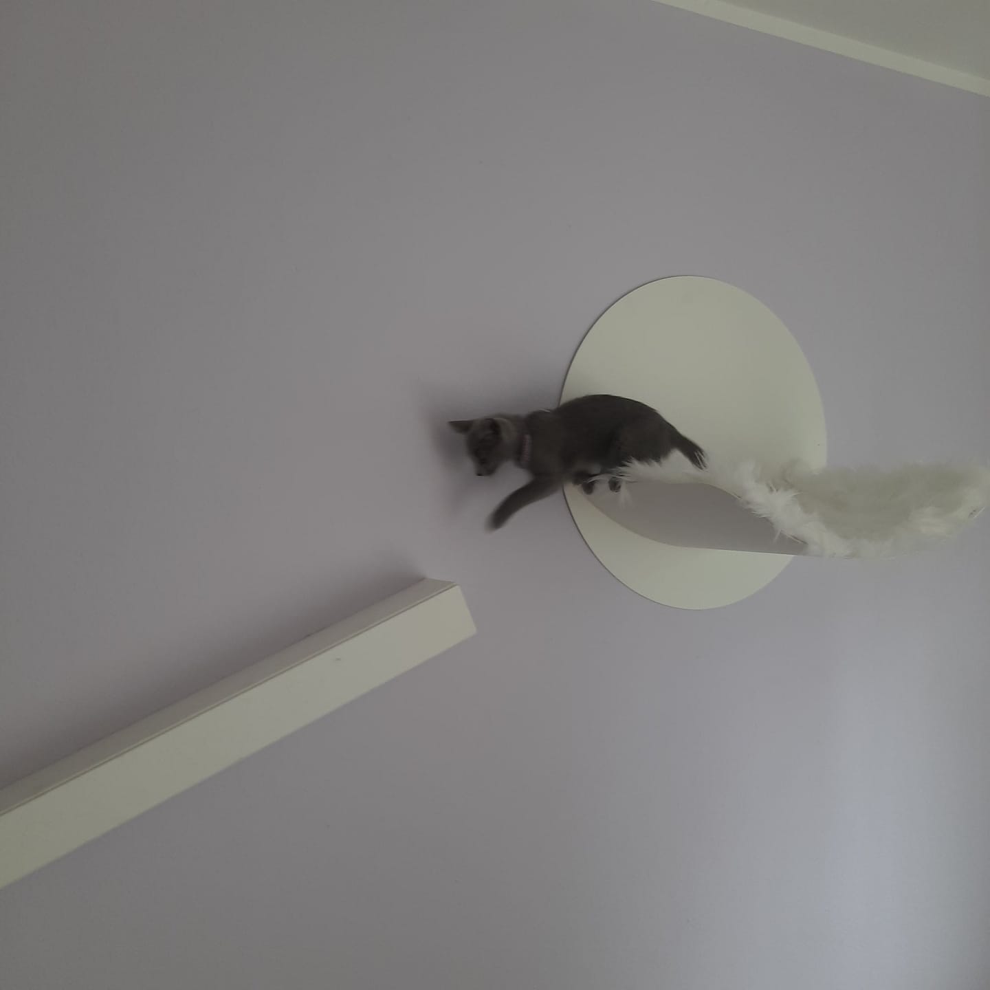 Customer photo review of STYA Katzen Kletterwand | Hängematte WL110