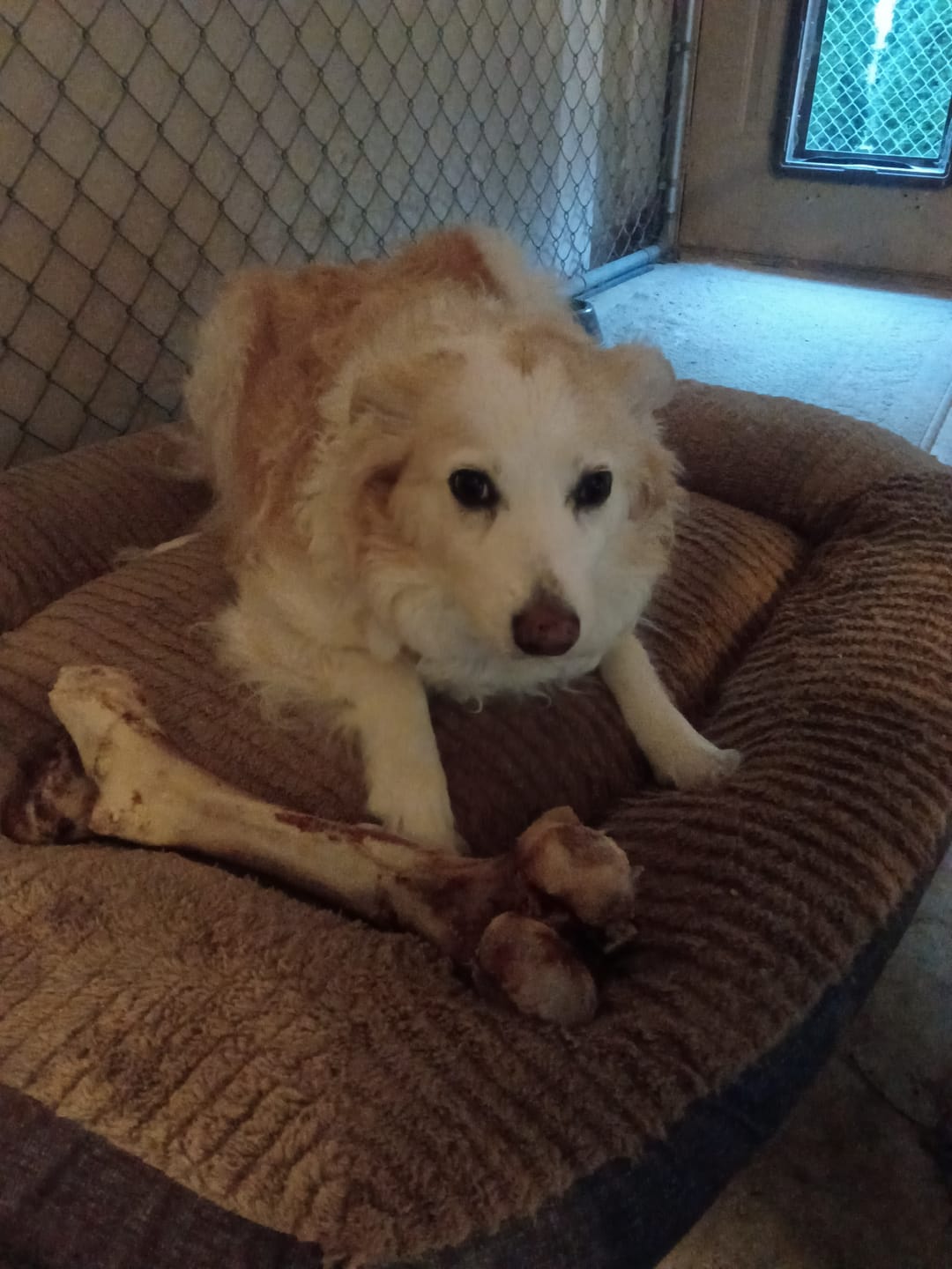 Customer photo review of Monster Femur Bone
