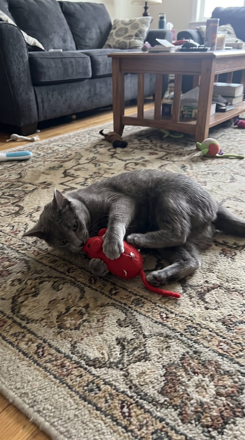 Customer photo review of Calendario de Adviento Para Gatos