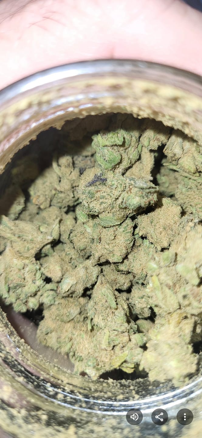 Customer photo review of Lemon Bars (Indoor) - THCA Flower