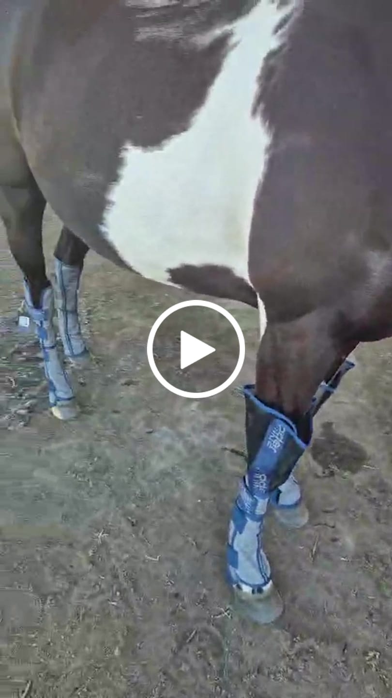 Customer video review of LE Outback Flymask Original