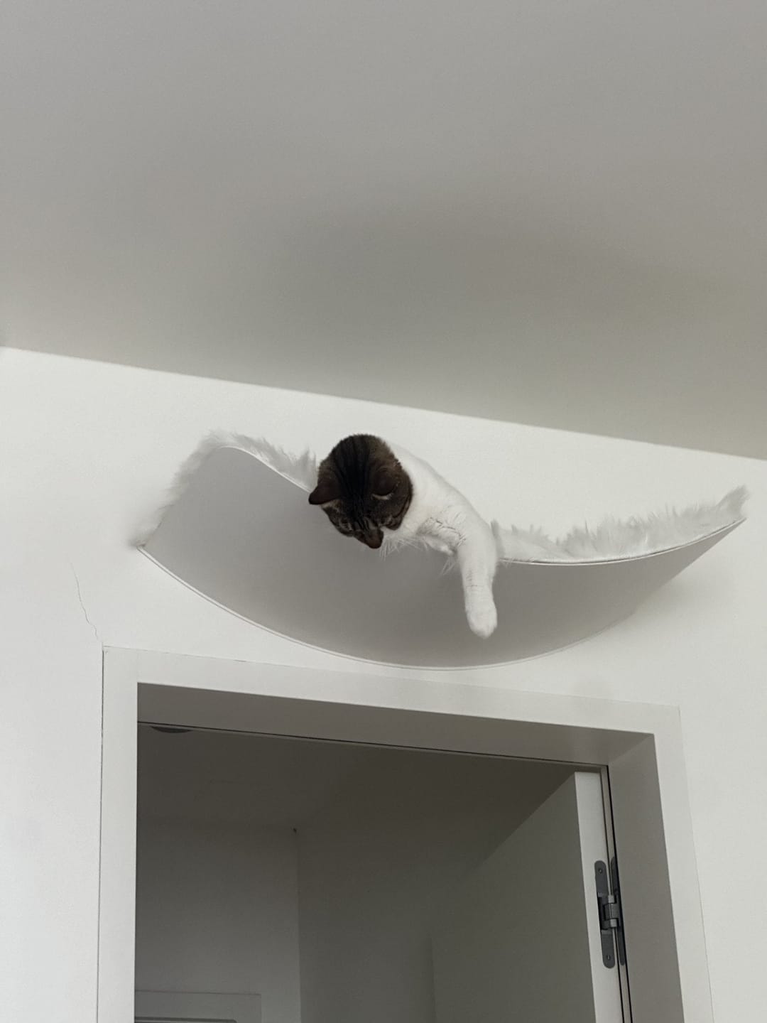 Customer photo review of STYA Katzen Kletterwand | XXL Hängematte WL170