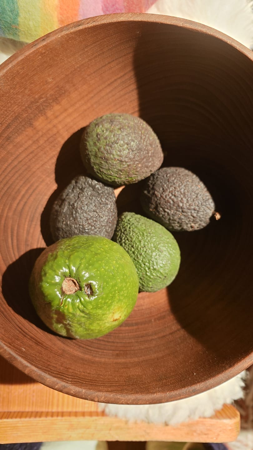 Customer photo review of Avocado Entdeckerbox Aktionspreis %