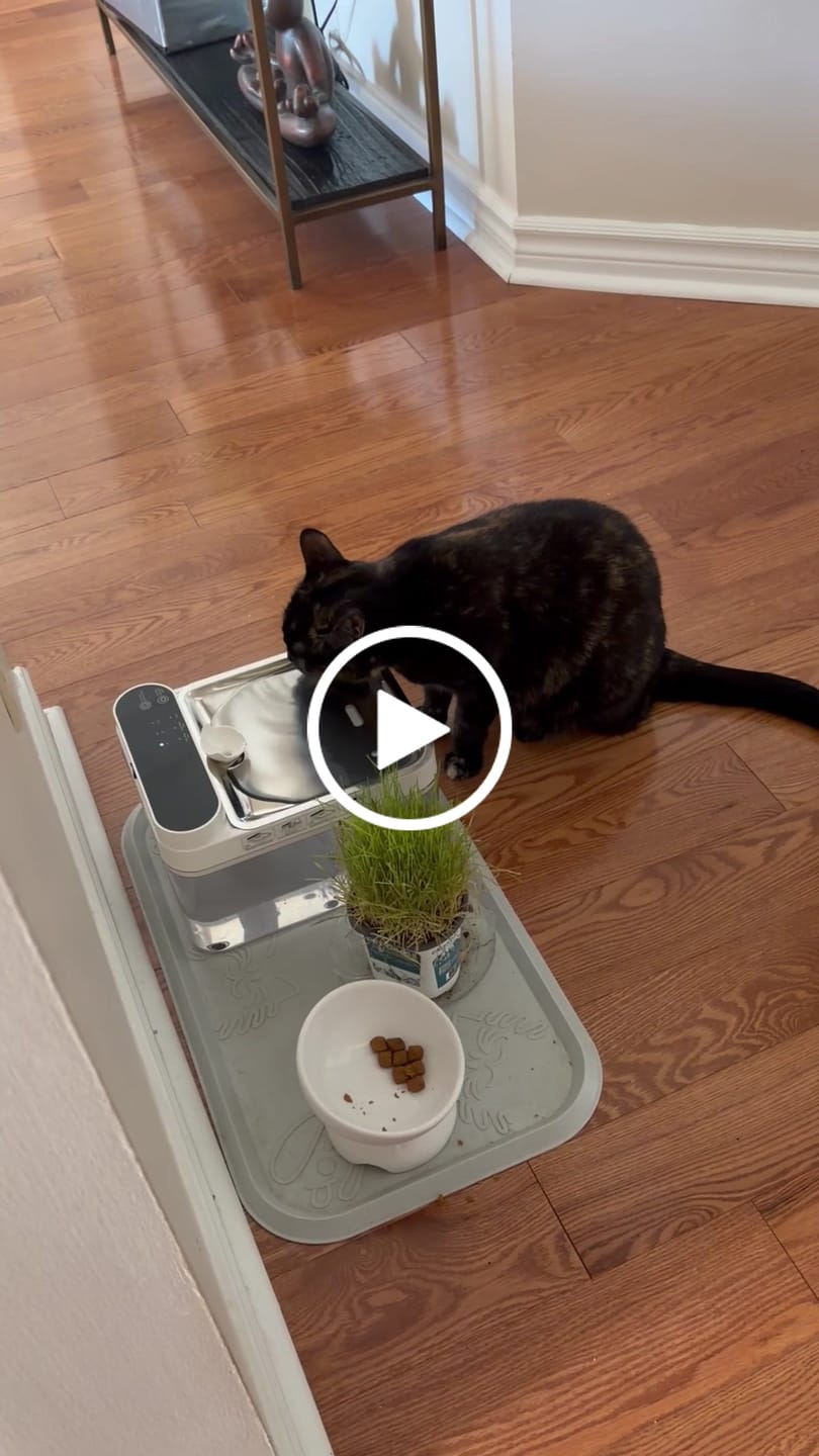 Customer video review of Purestream AquaOne - Automatic Cat Fountain