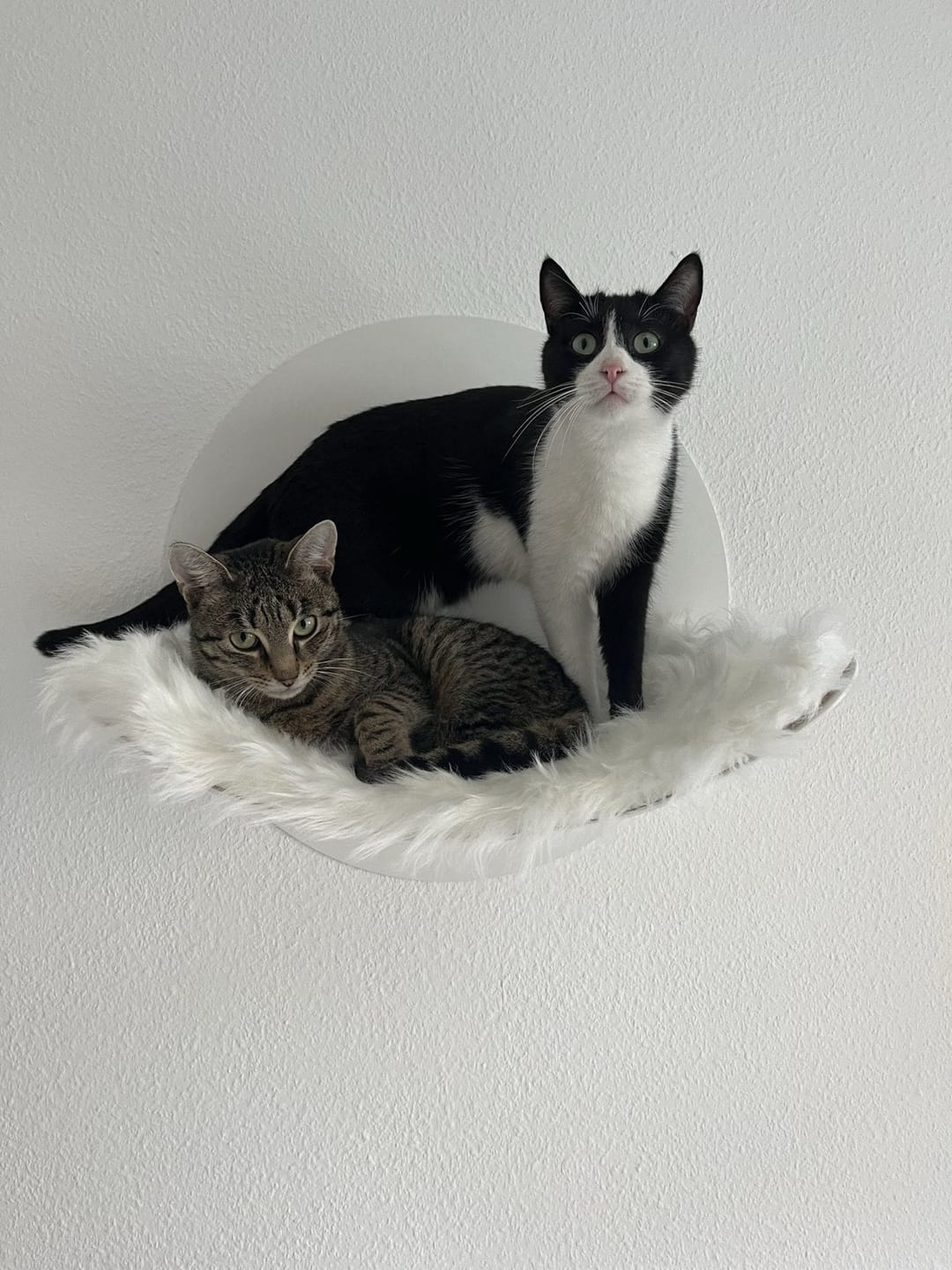 Customer photo review of STYA Katzen Kletterwand | Hängematte WL110