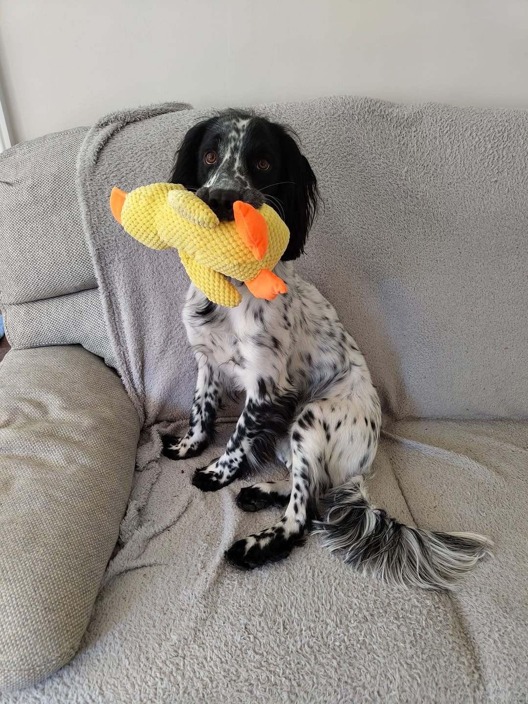 Customer photo review of Quacking Duck Plush Dog Toy