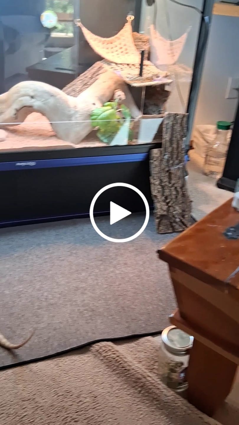 Customer video review of 48'' Spacer Cabinet For 120/85 Gallon Reptile Enclosures