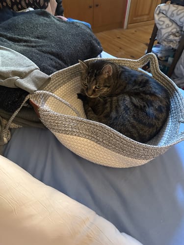 Customer's tabby cat curled up sleeping inside the circular, grey and white braided Fellnest Katzenkorb.