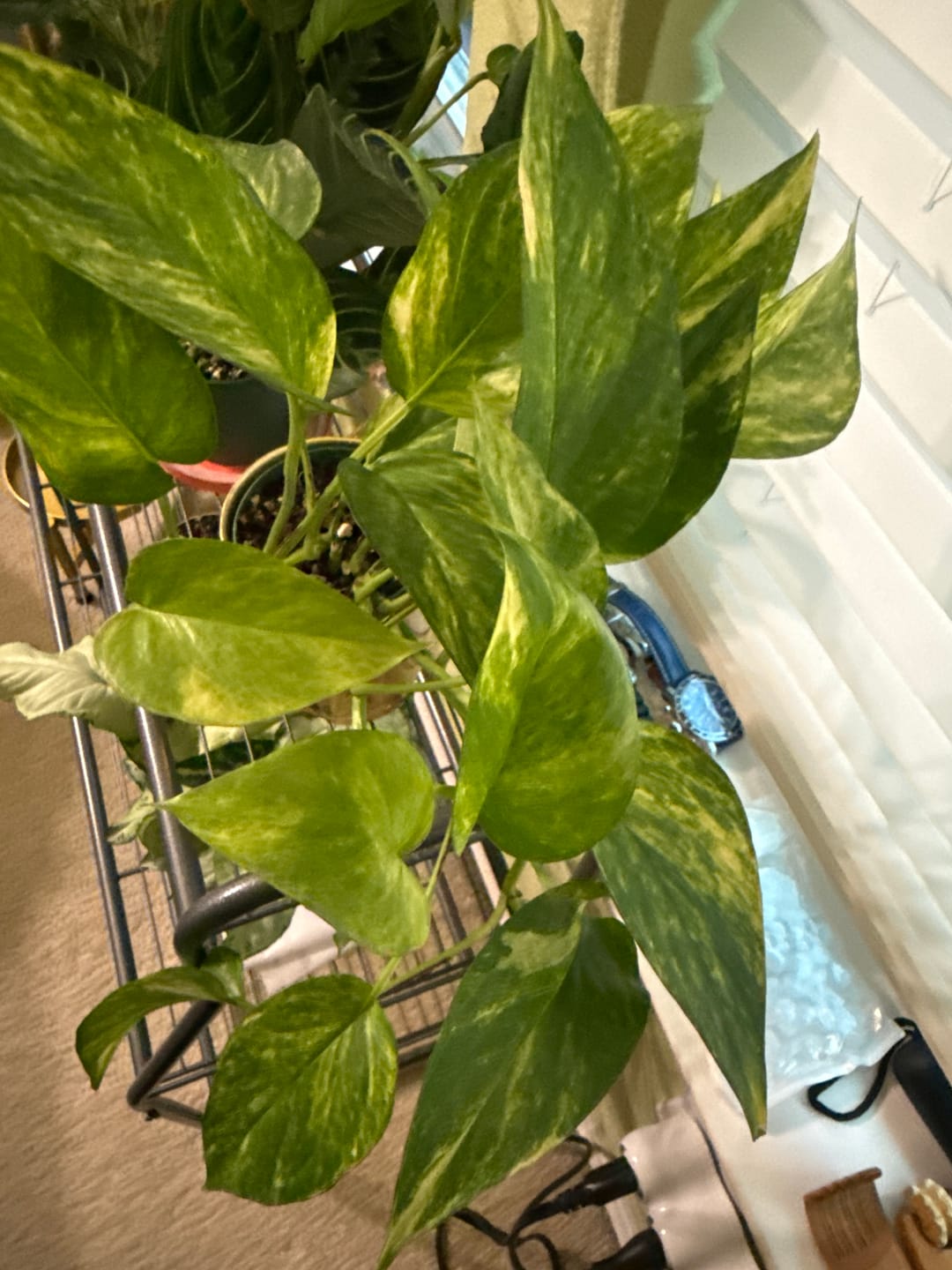 Customer photo review of Pothos Epipremnum aureum 'Alta Voltagem'