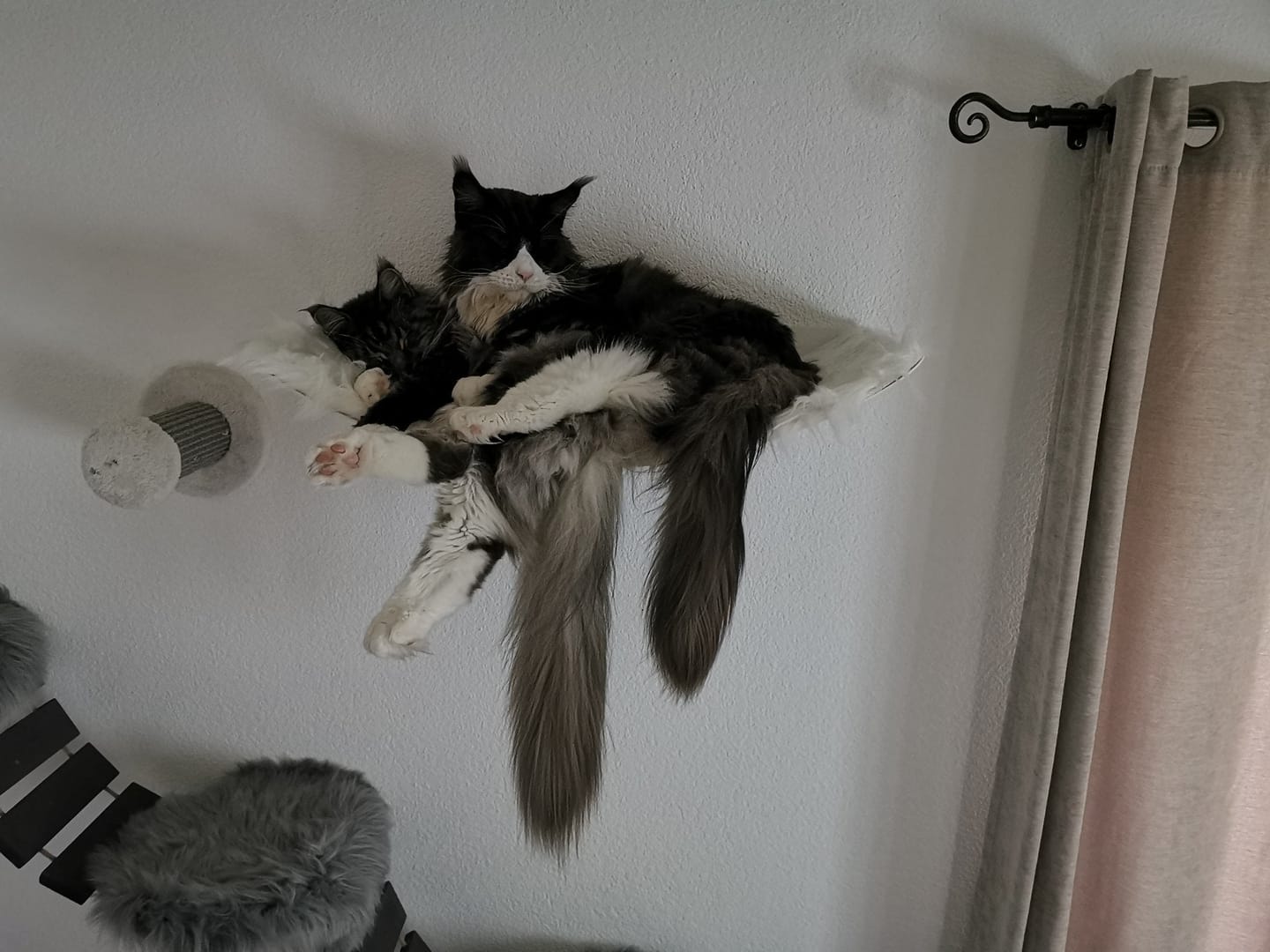 Customer photo review of STYA Katzen Kletterwand | XXL Hängematte WL170