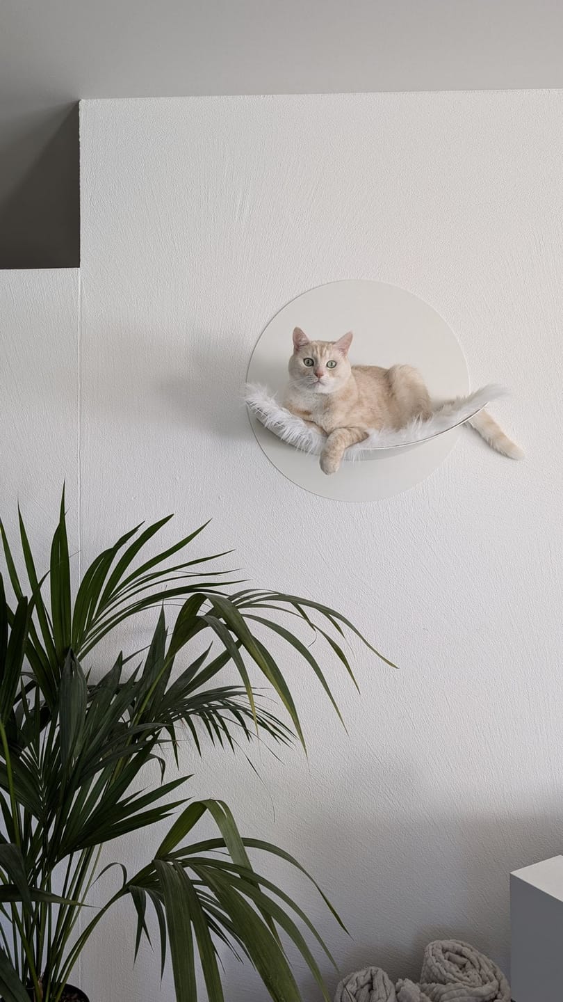 Customer photo review of STYA Katzen Kletterwand | Hängematte WL110