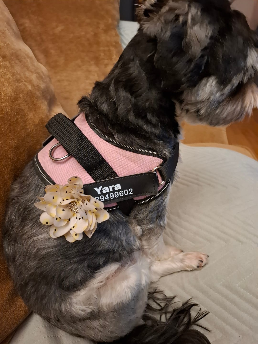 Customer photo review of PawGuard - Gepersonaliseerd Hondentuigje