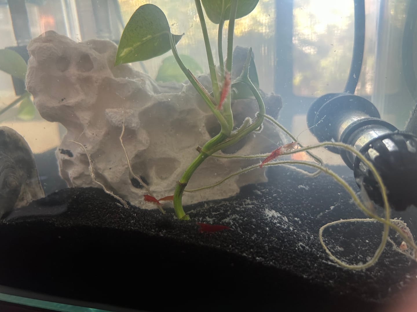 Customer photo review of Fire Red Cherry Shrimp (Bright Red Neocaridina)