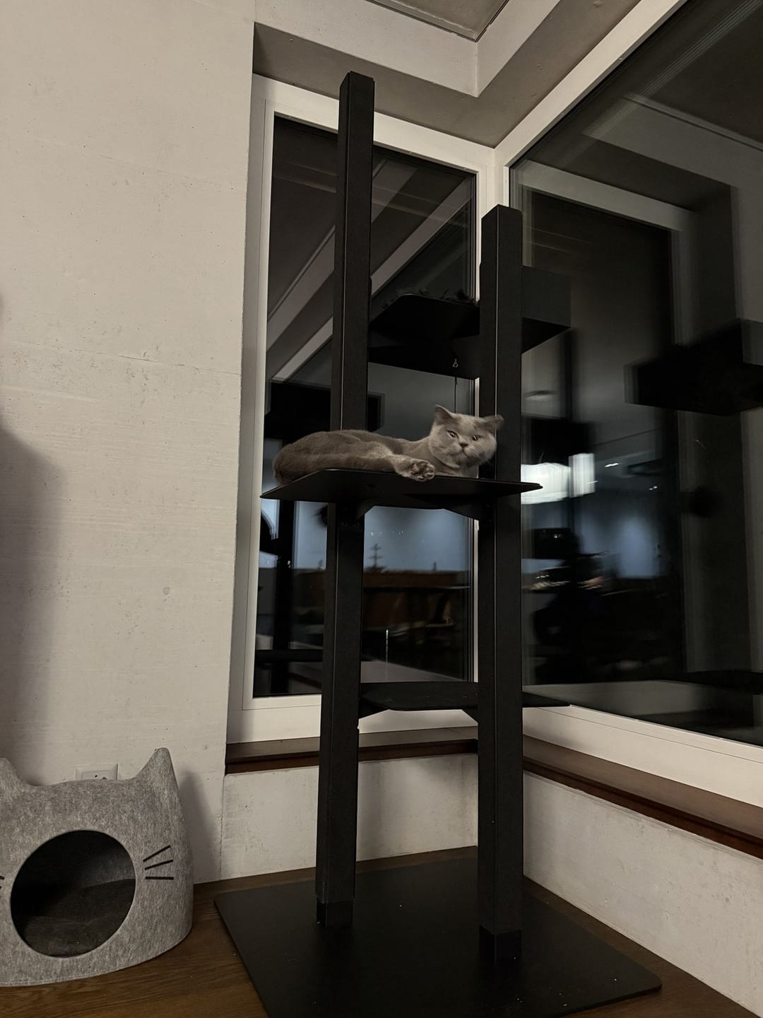 Customer photo review of STYA Katzen Kratzbaum MS610