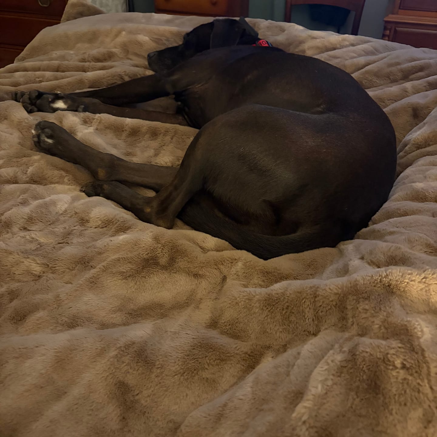 Customer photo review of Lush Milk Chocolate Blanket