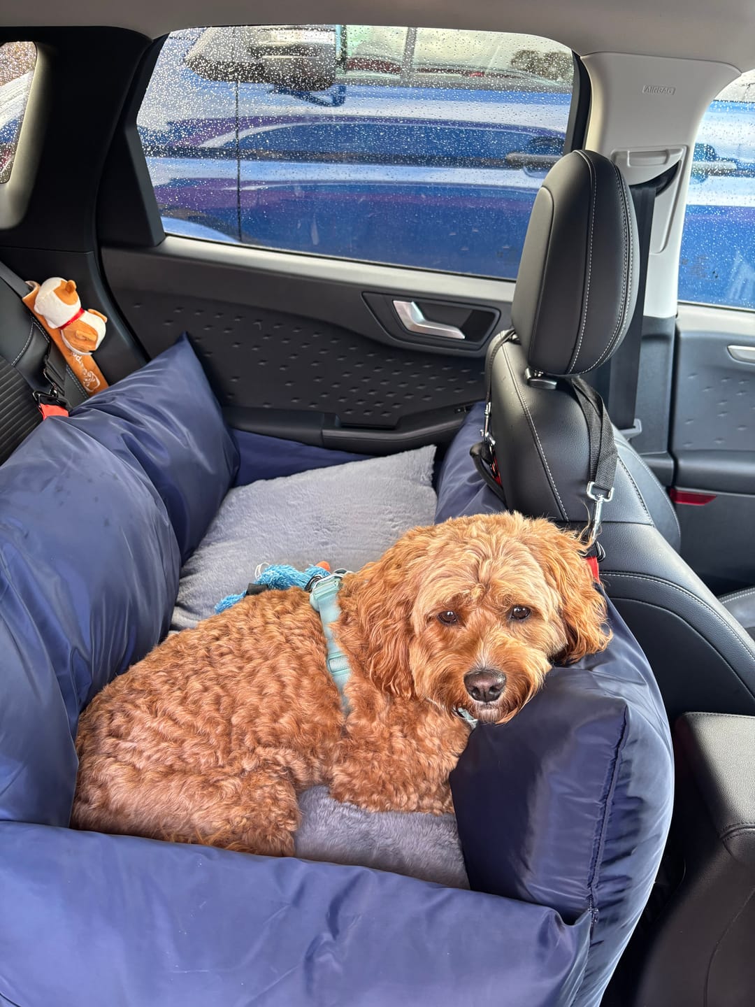 Customer photo review of Travel Dog Pod XL
