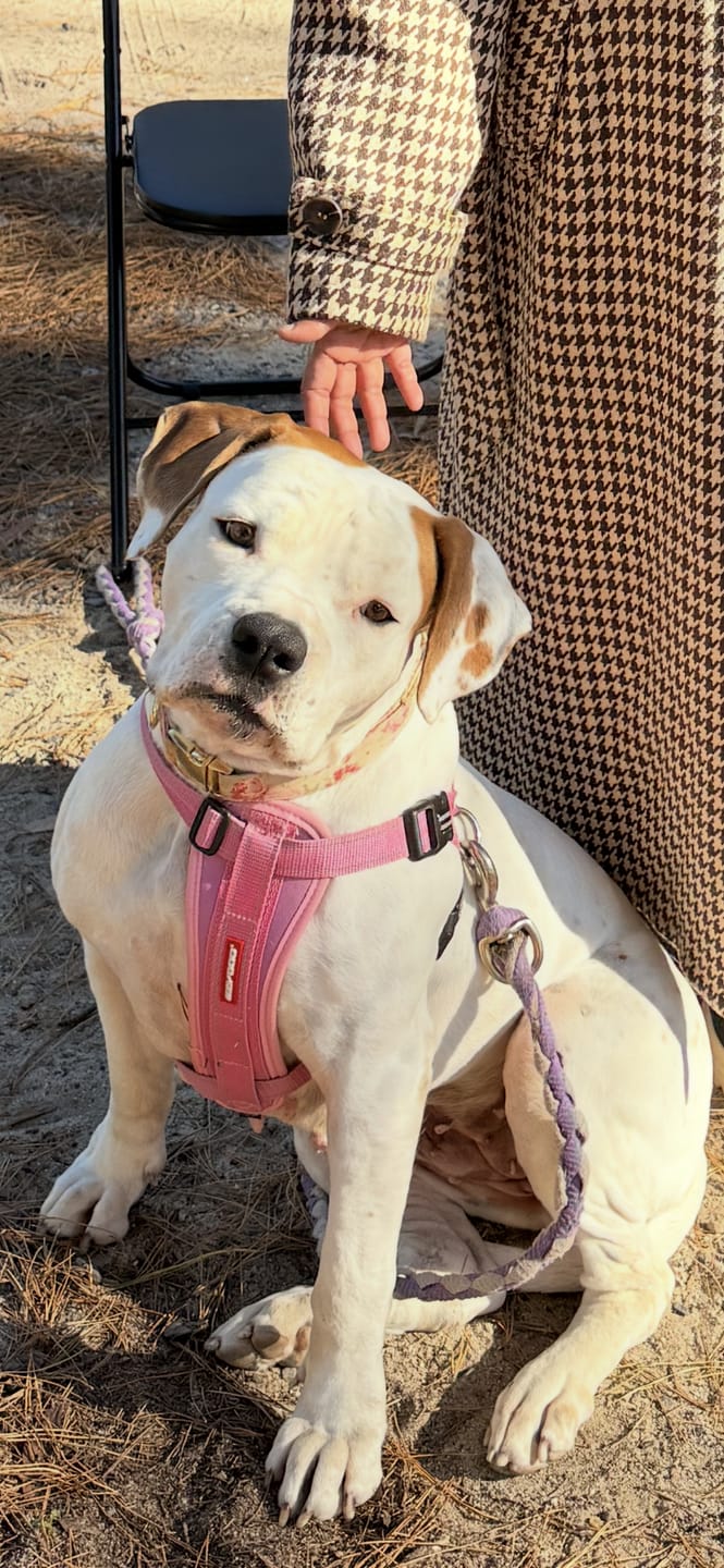 Customer photo review of Canine Joint Plus™ 500g