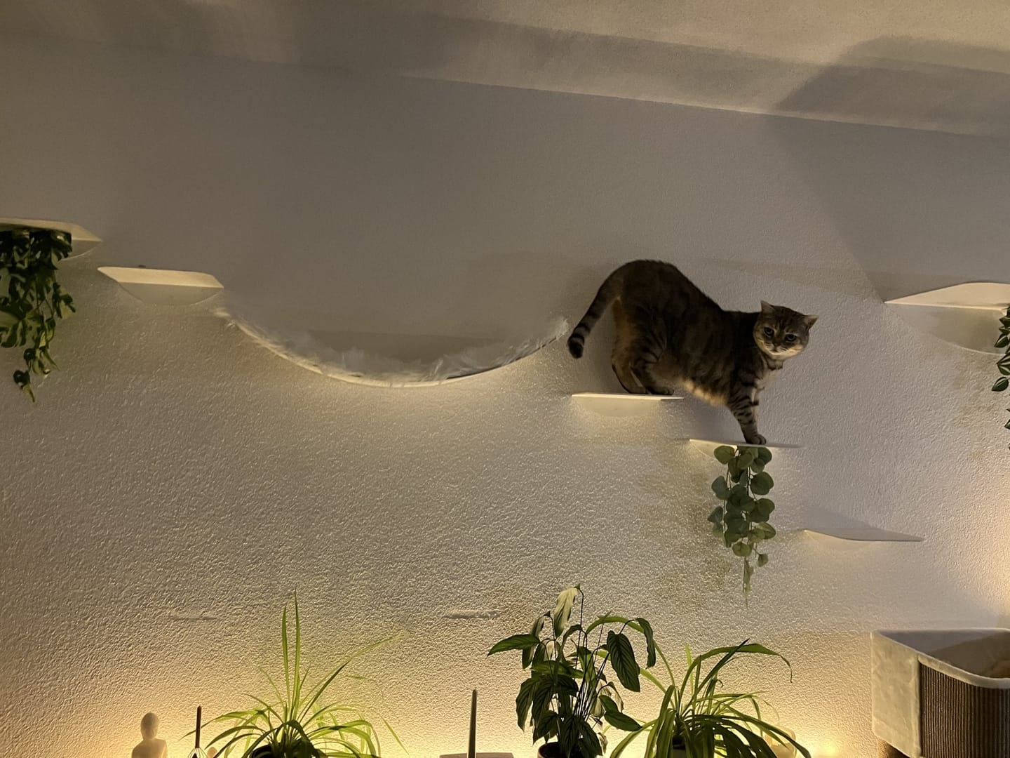 Customer photo review of STYA Katzen Kletterwand | Katzen Treppe WL140 | Mit 3 Stufen