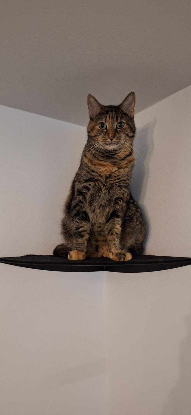 Customer photo review of STYA Katzen Kletterwand | Eckstufe WL160
