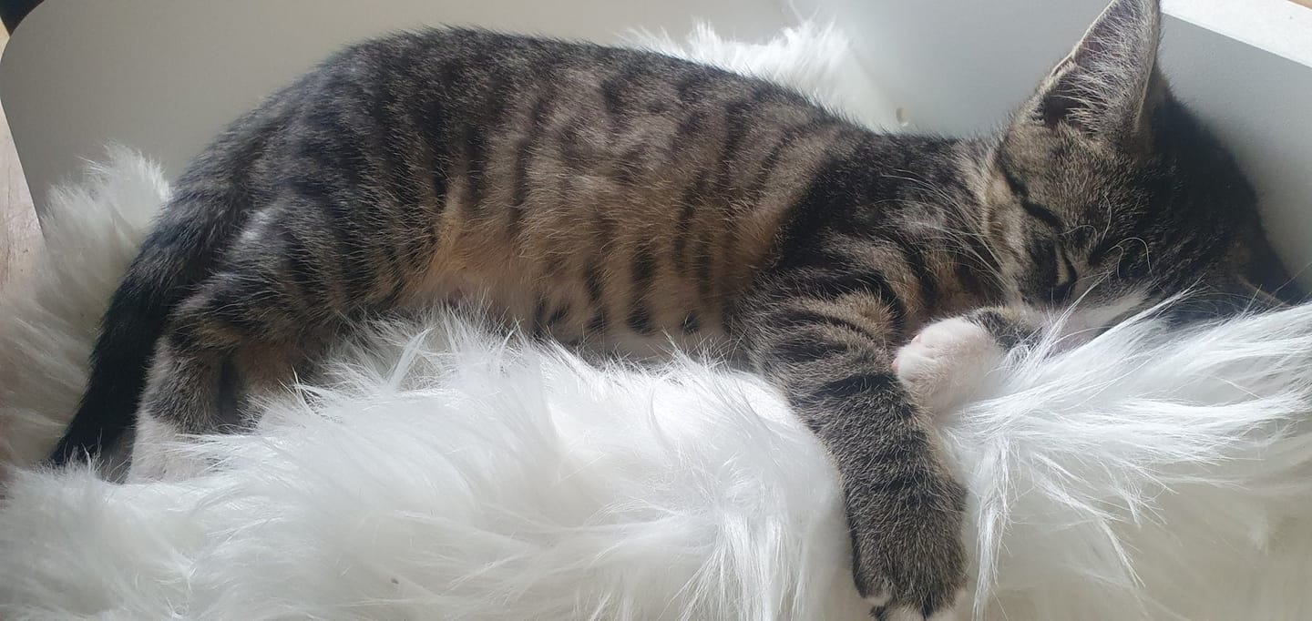 Customer photo review of STYA Katzen Kletterwand | XXL Hängematte WL370