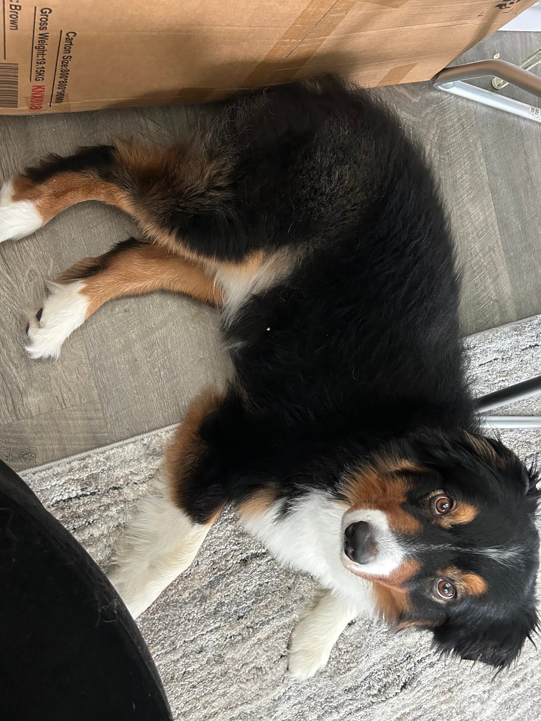 Customer photo review of K9 Soothe