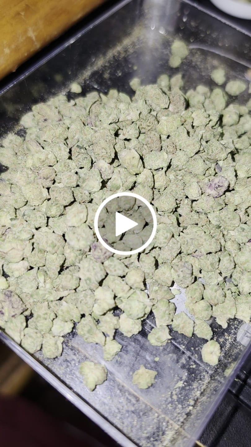 Customer video review of 1 Oz Cheap THCA Small Buds