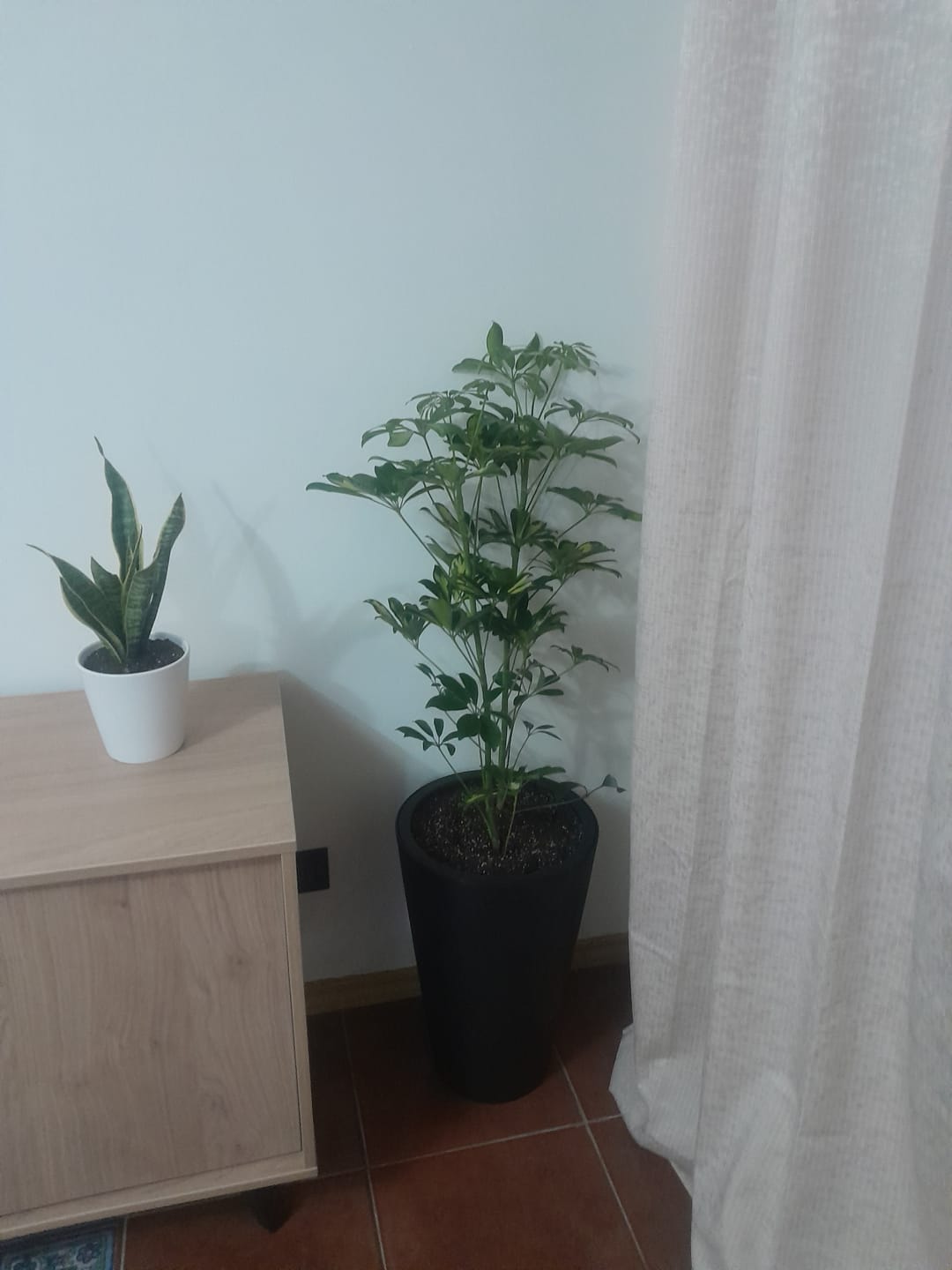 Customer photo review of Cheflera XL macetero Cono