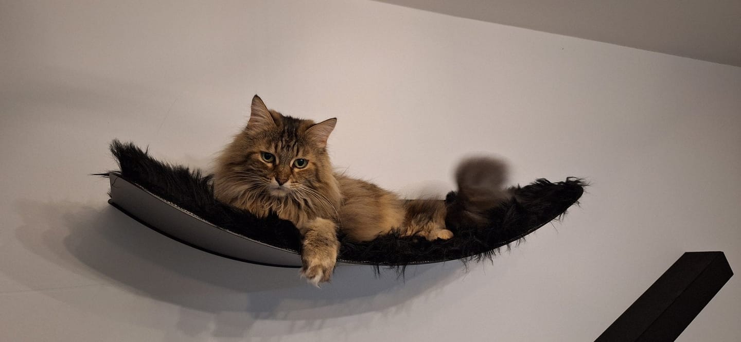 Customer photo review of STYA Katzen Kletterwand | XXL Hängematte WL170