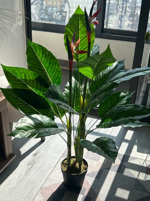 Customer photo review of Isadora · Planta Ave del Paraíso 100cm
