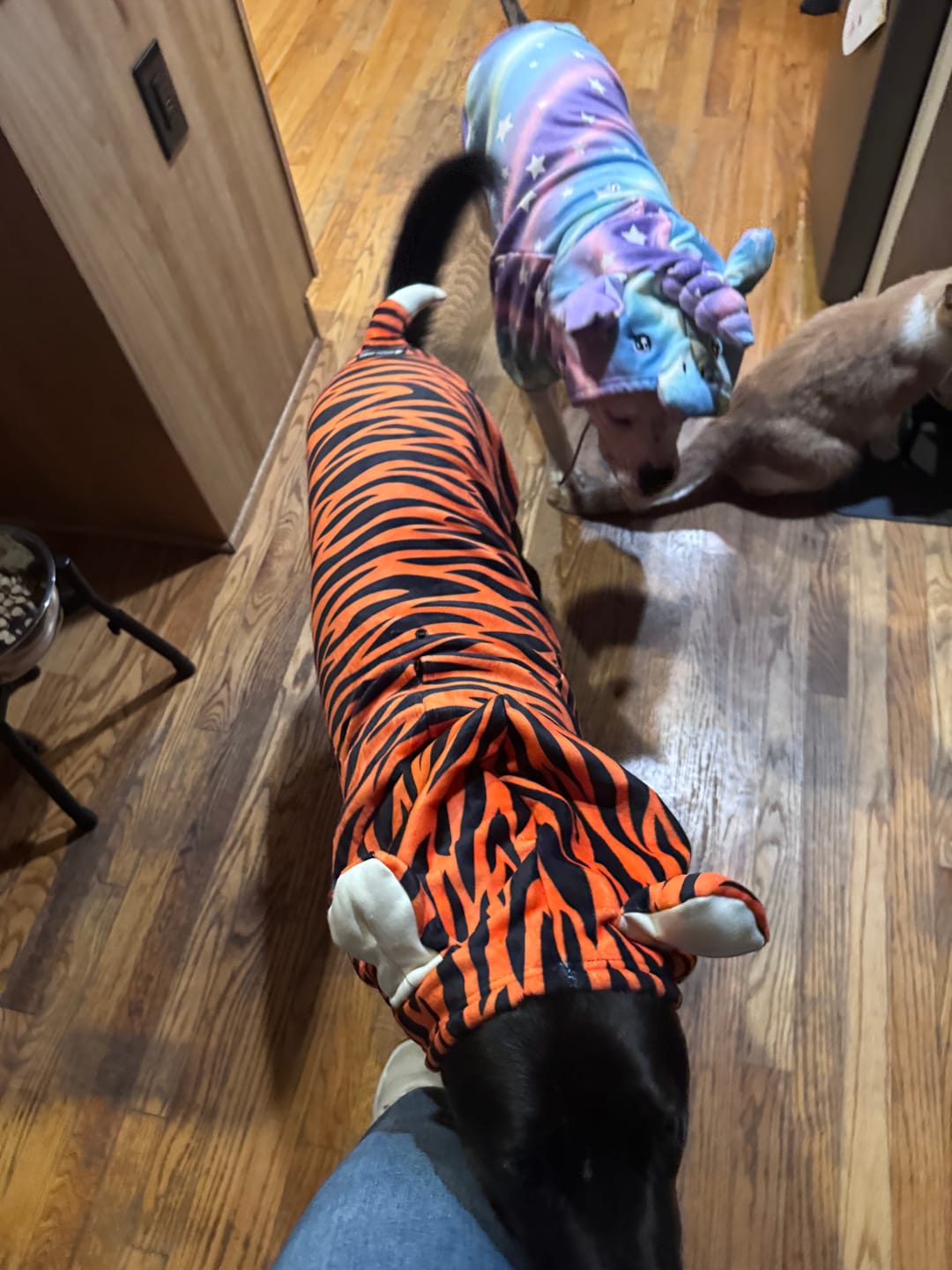 Customer photo review of Halloween Dog Hoodie - Tiger