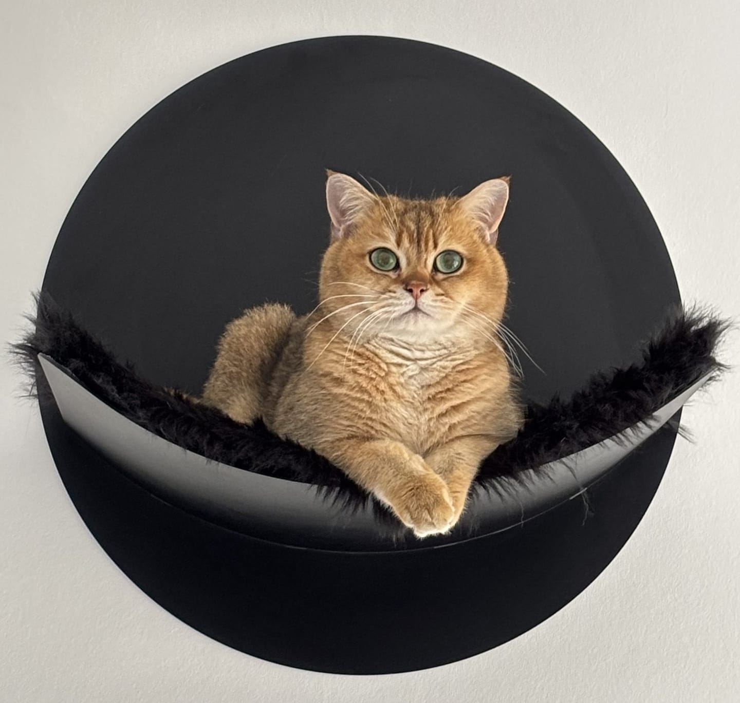 Customer photo review of STYA Katzen Kletterwand | Hängematte WL110