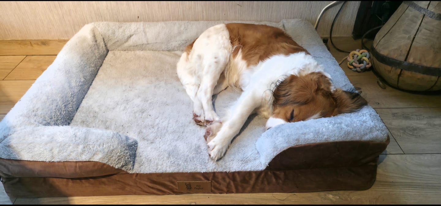 Customer photo review of Pet Perfect Orthopedische Hondenmand - Model 3