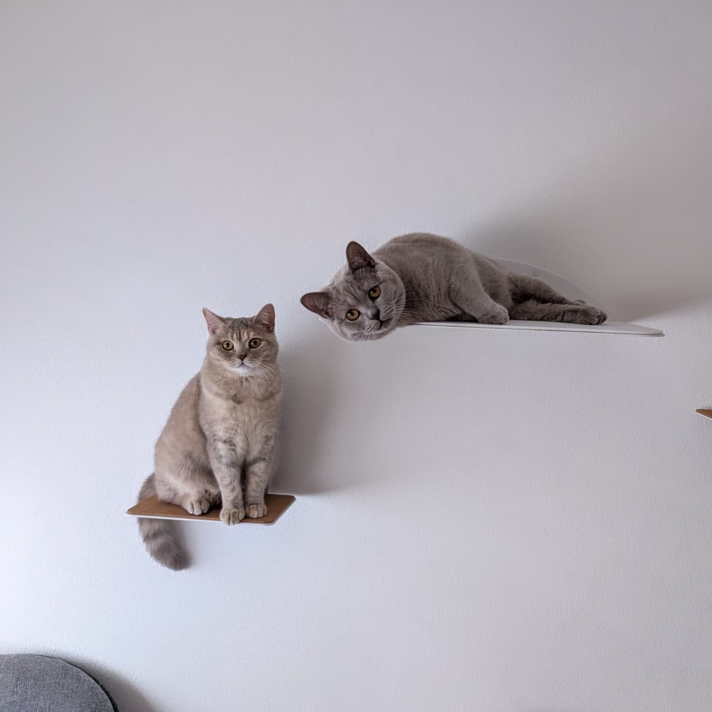 Customer photo review of STYA Katzen Kletterwand | Wandliege WL150