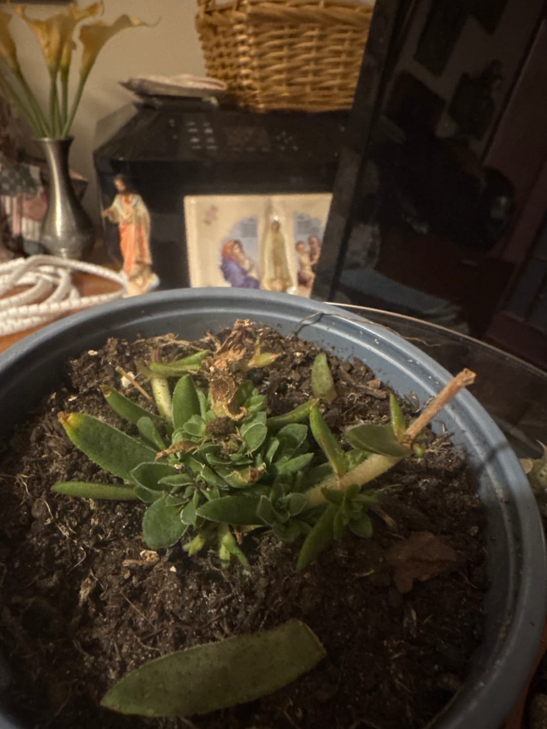 Customer photo review of Crassula capitella subsp. thyrsiflora (Red Pagoda) 85