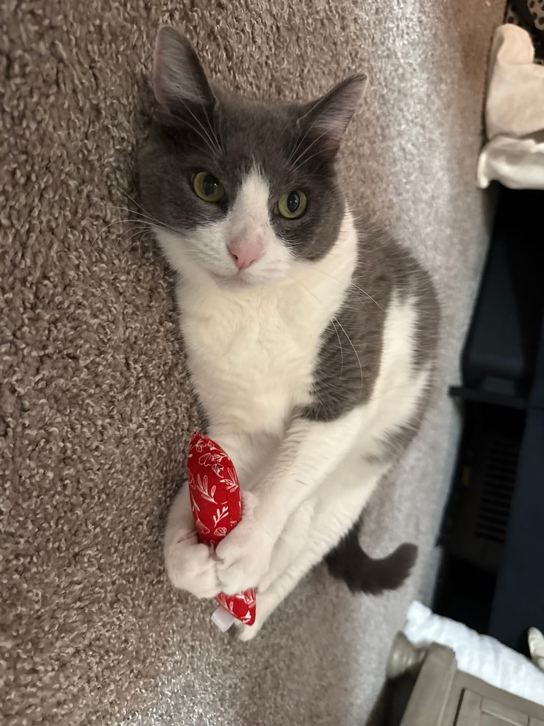 Customer photo review of 2 Pack Mystery Catnip with Valerian Root Cat Toys