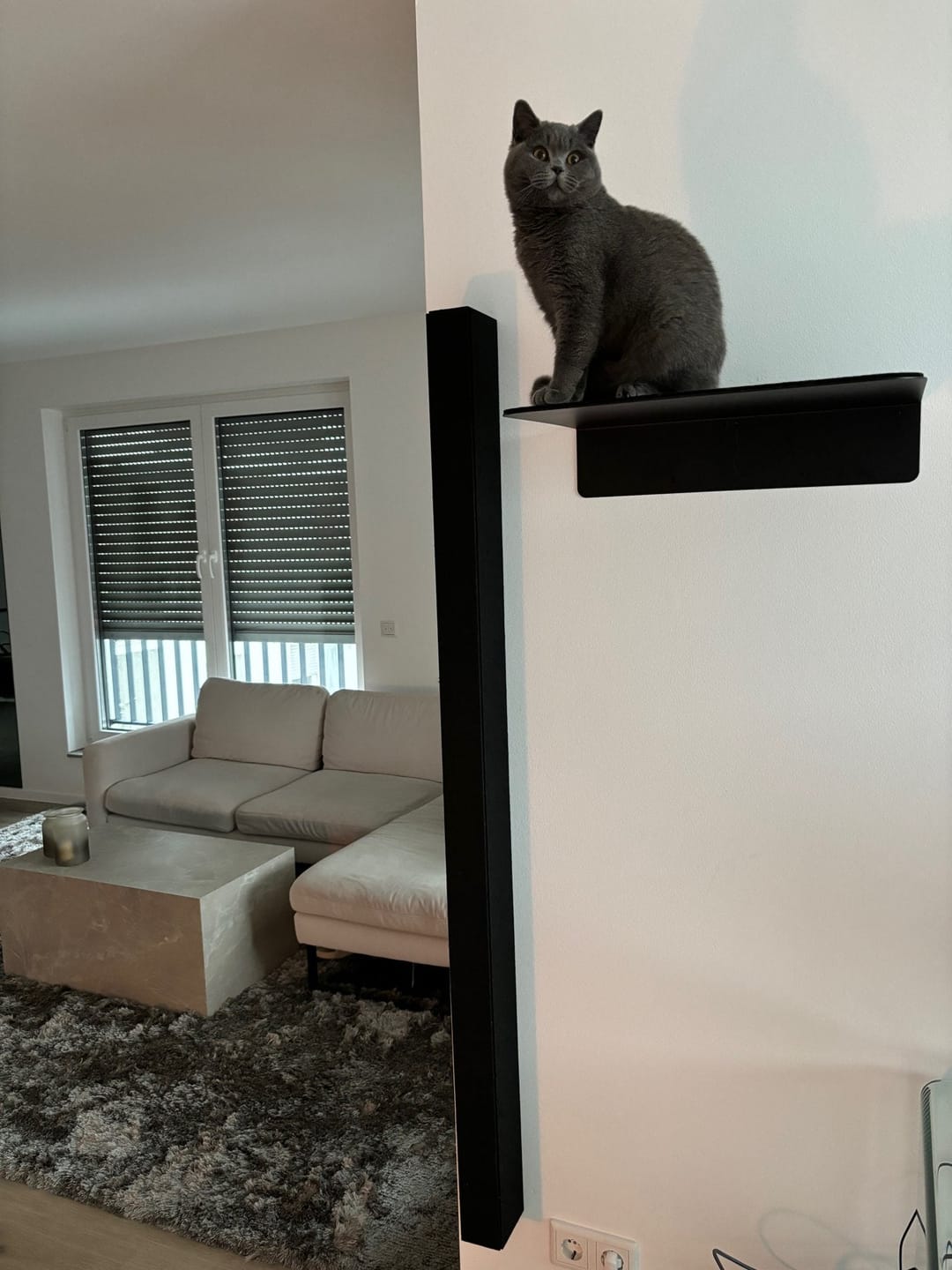 Customer photo review of STYA Katzen Kletterwand | Wandliege WL350