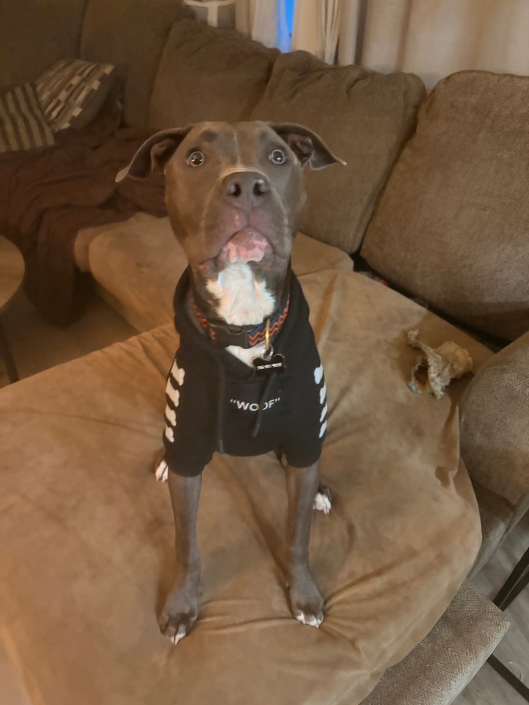 Customer photo review of "WOOF" Dog Hoodie - Black & Reflective