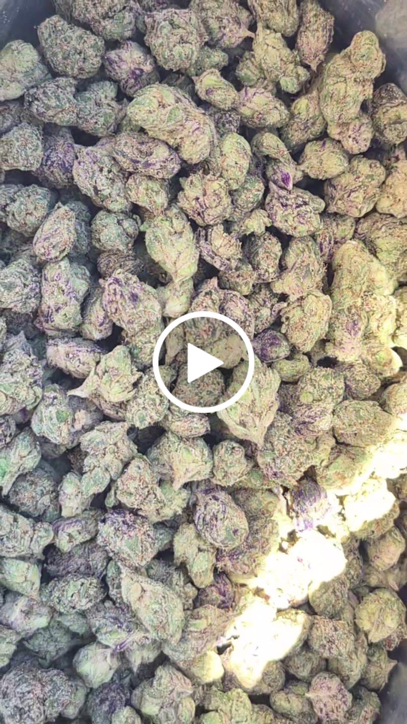 Customer video review of Bulk Indoor THCA Smalls