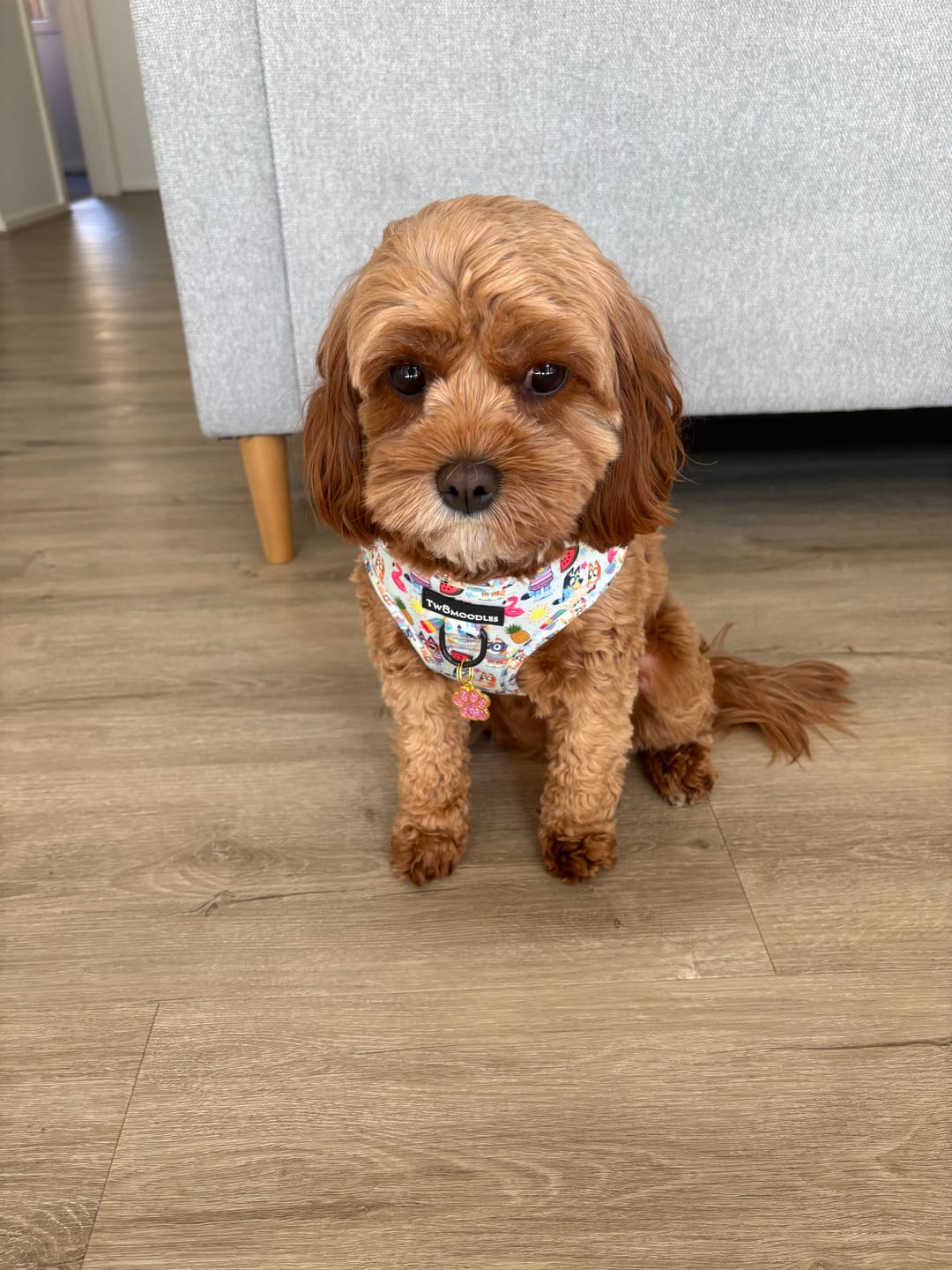 Customer photo review of Beach Bluey Adjustable Dog Harness