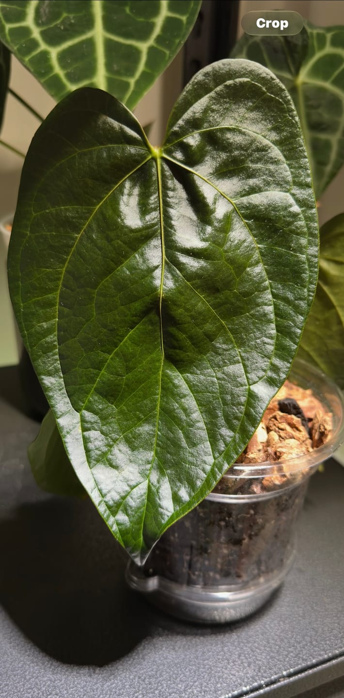 Customer photo review of Anthurium 'Queen of Hearts'