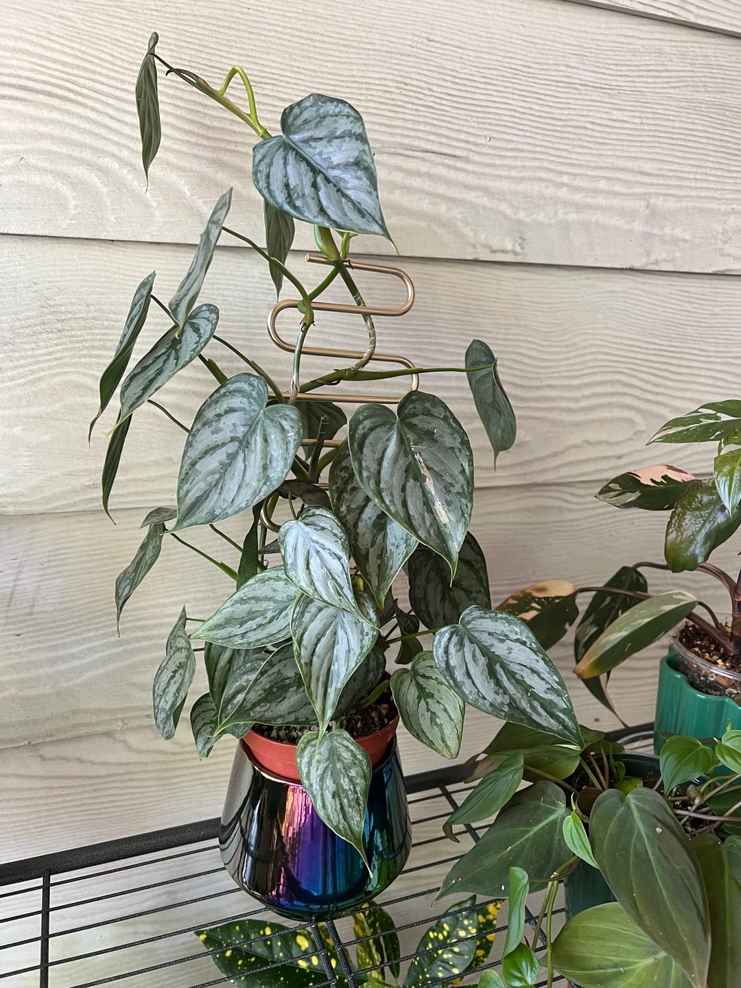 Customer photo review of Philodendron brandtianum