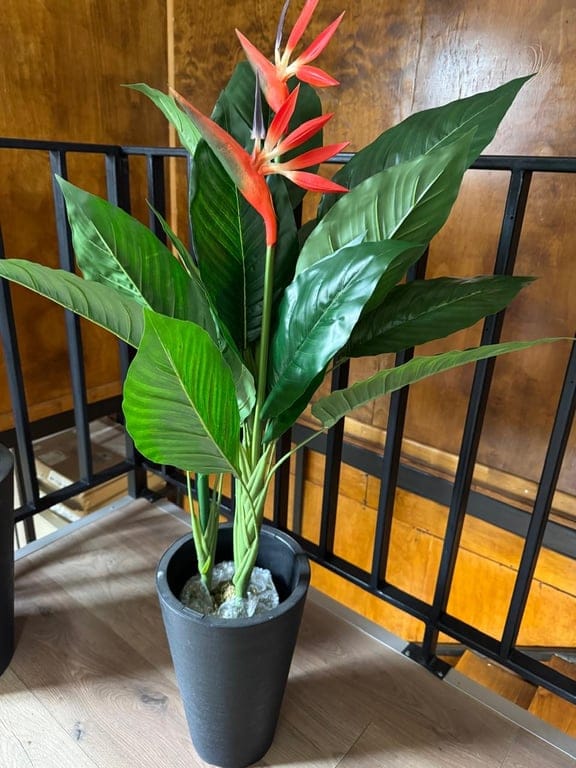 Customer photo review of Isadora · Planta Ave del Paraíso 100cm