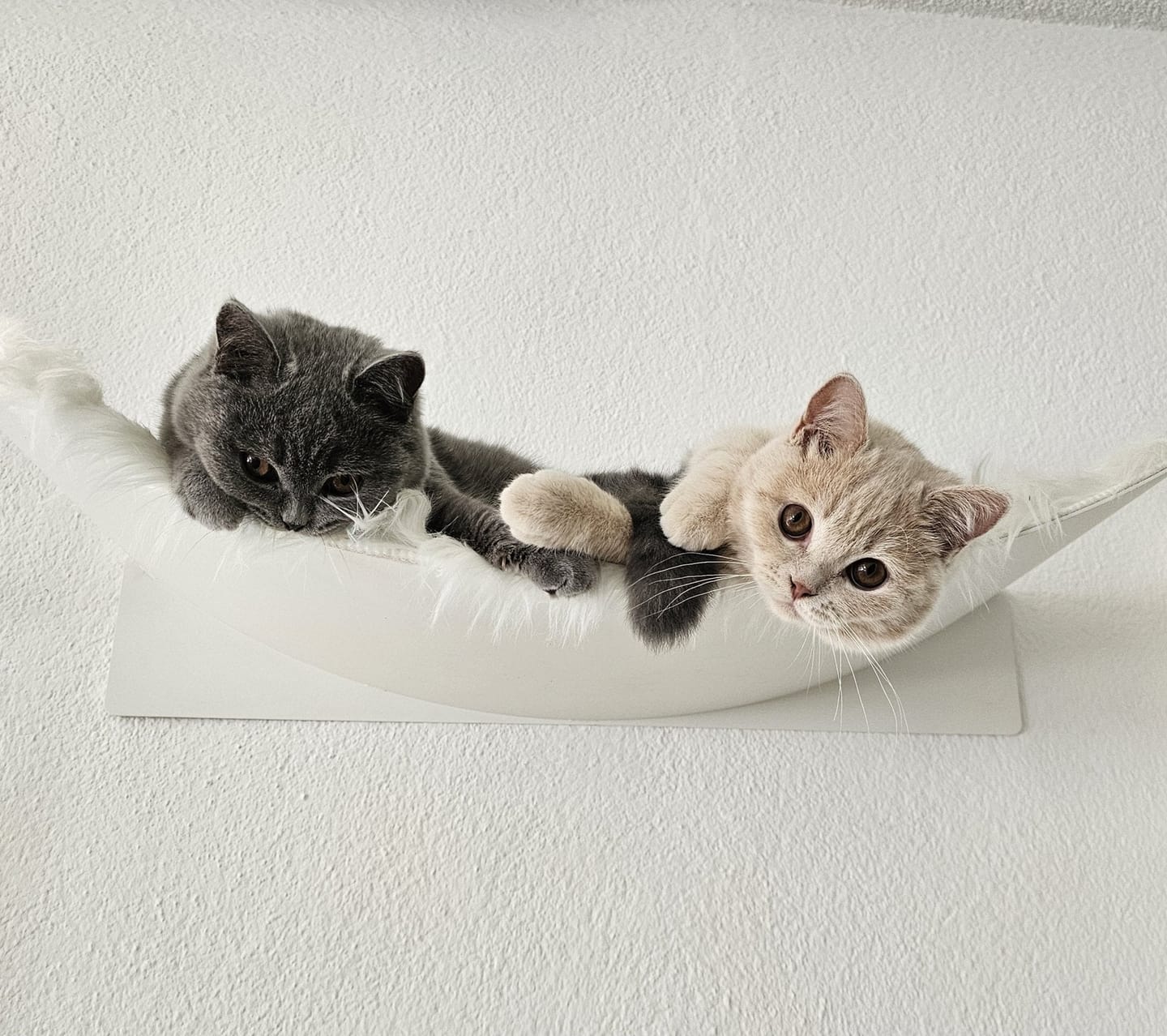 Customer photo review of STYA Katzen Kletterwand | XXL Hängematte WL370