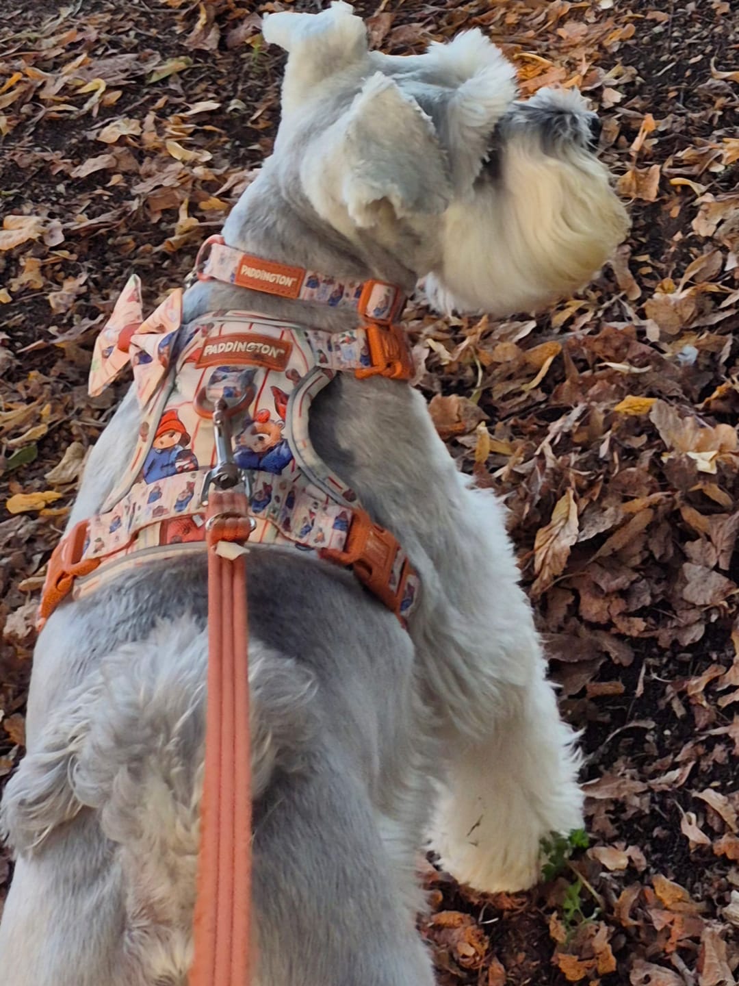 Customer photo review of Paddington™ Bow Tie - Peckish Paddington