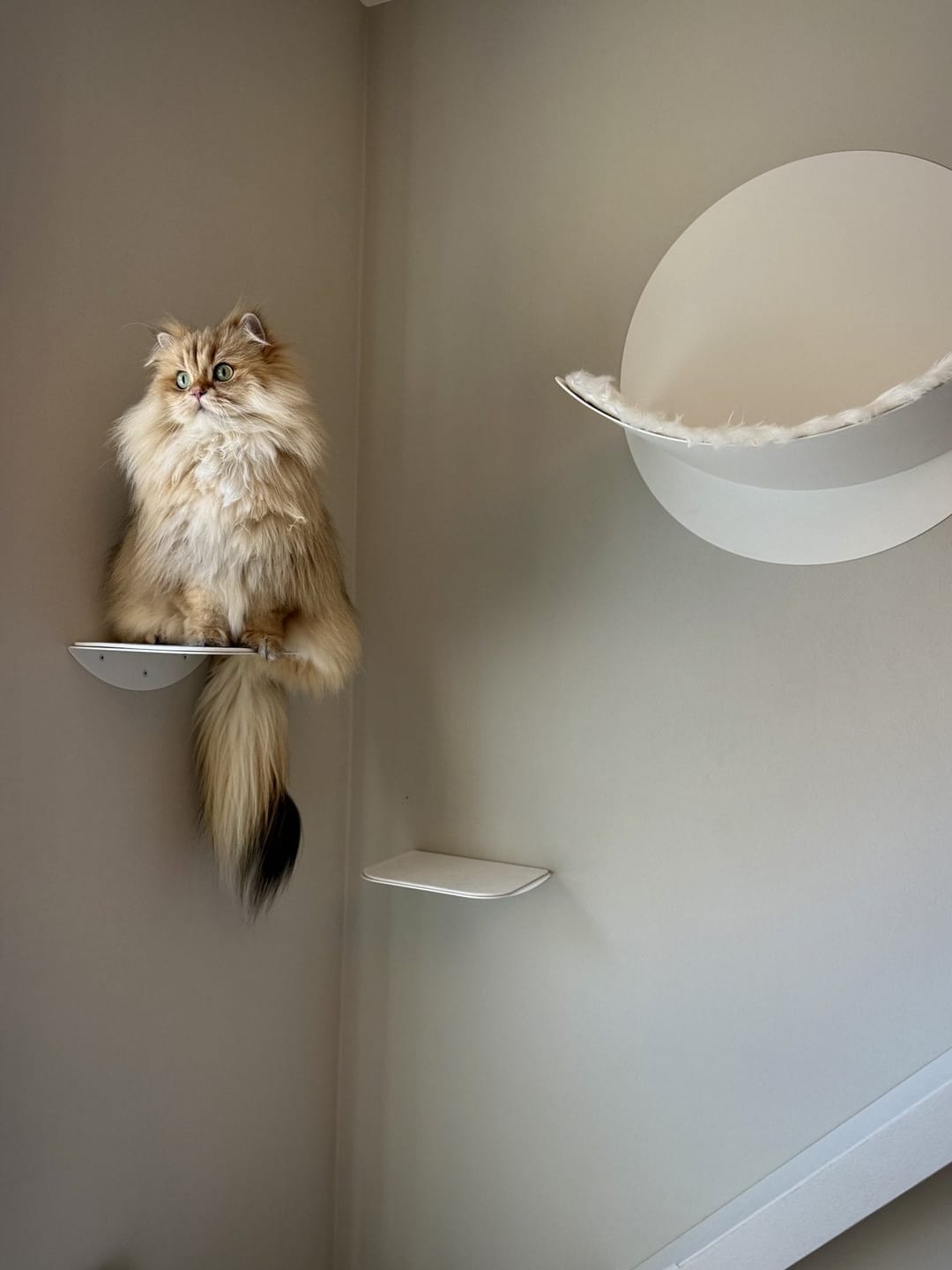 Customer photo review of STYA Katzen Kletterwand | Katzen Treppe WL140 | Mit 3 Stufen