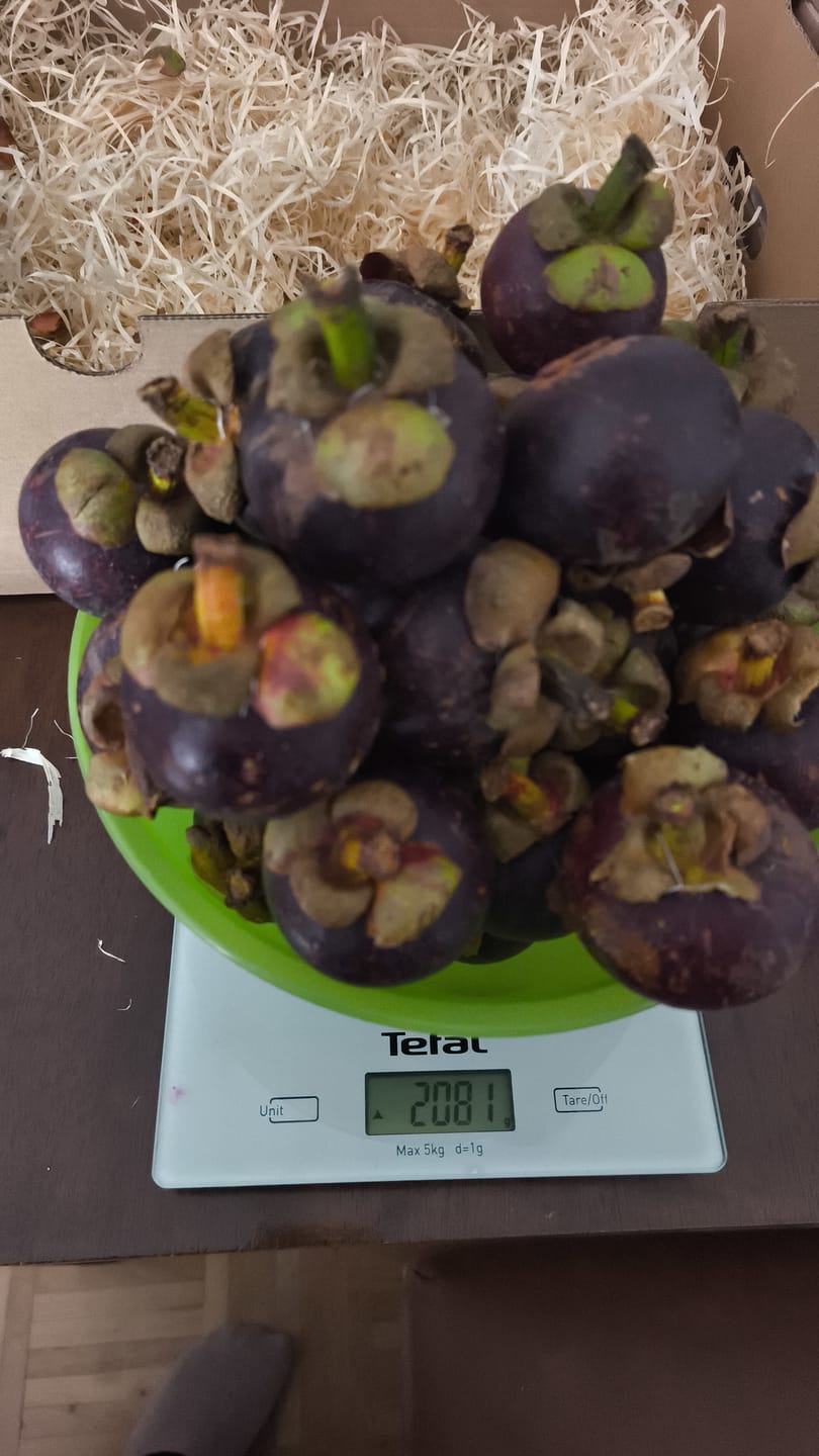 Customer photo review of Mangostan (Mangosteen) Sommeraktion %