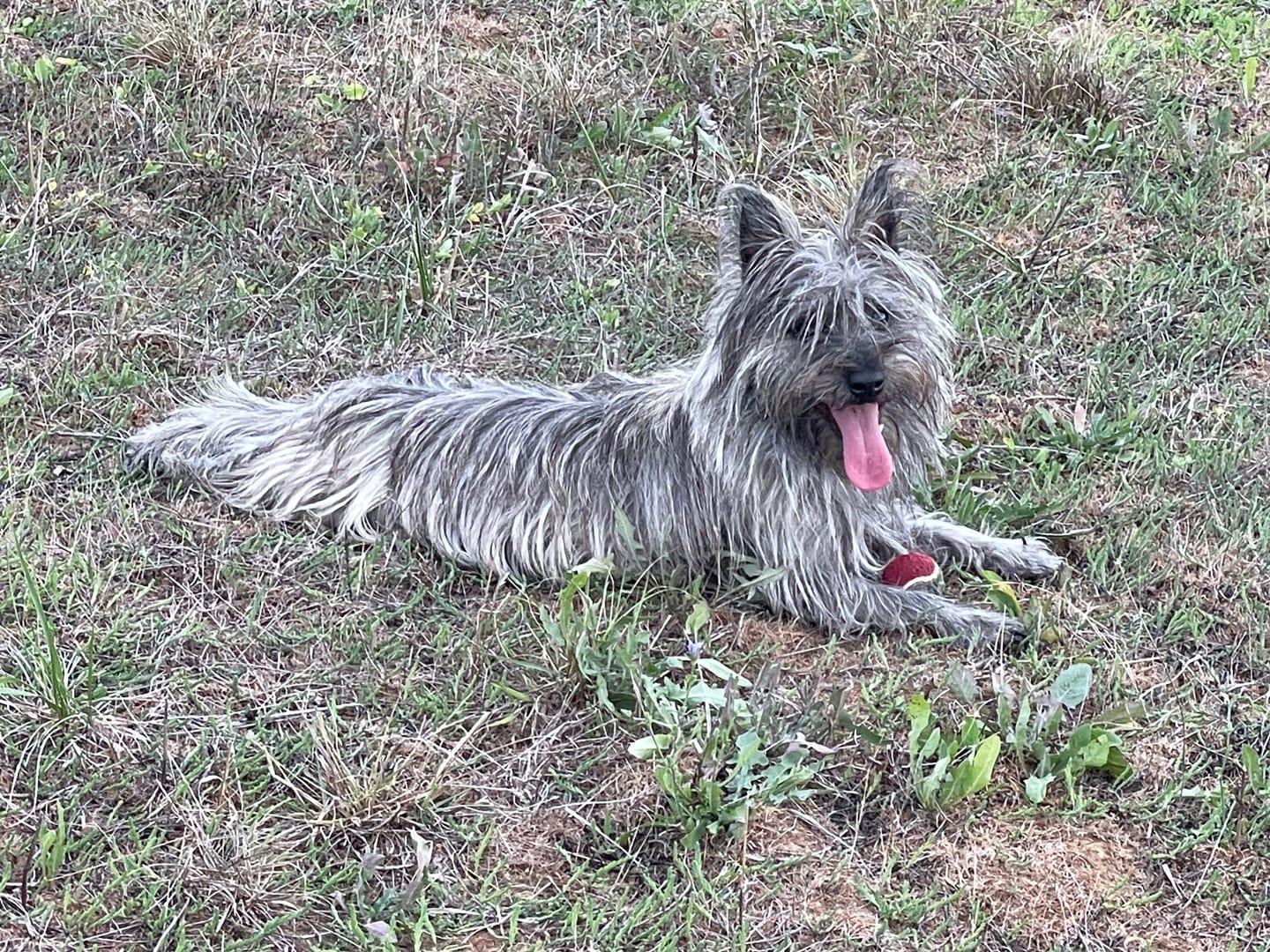 Customer photo review of Mousse Boeuf & Volaille - Chien