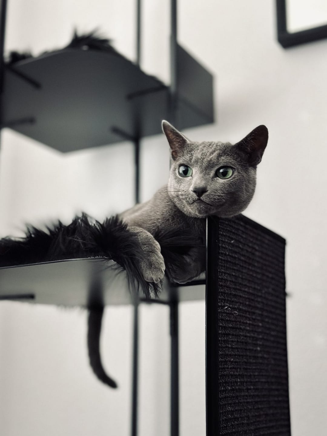Customer photo review of STYA Katzen Kratzbaum MS310