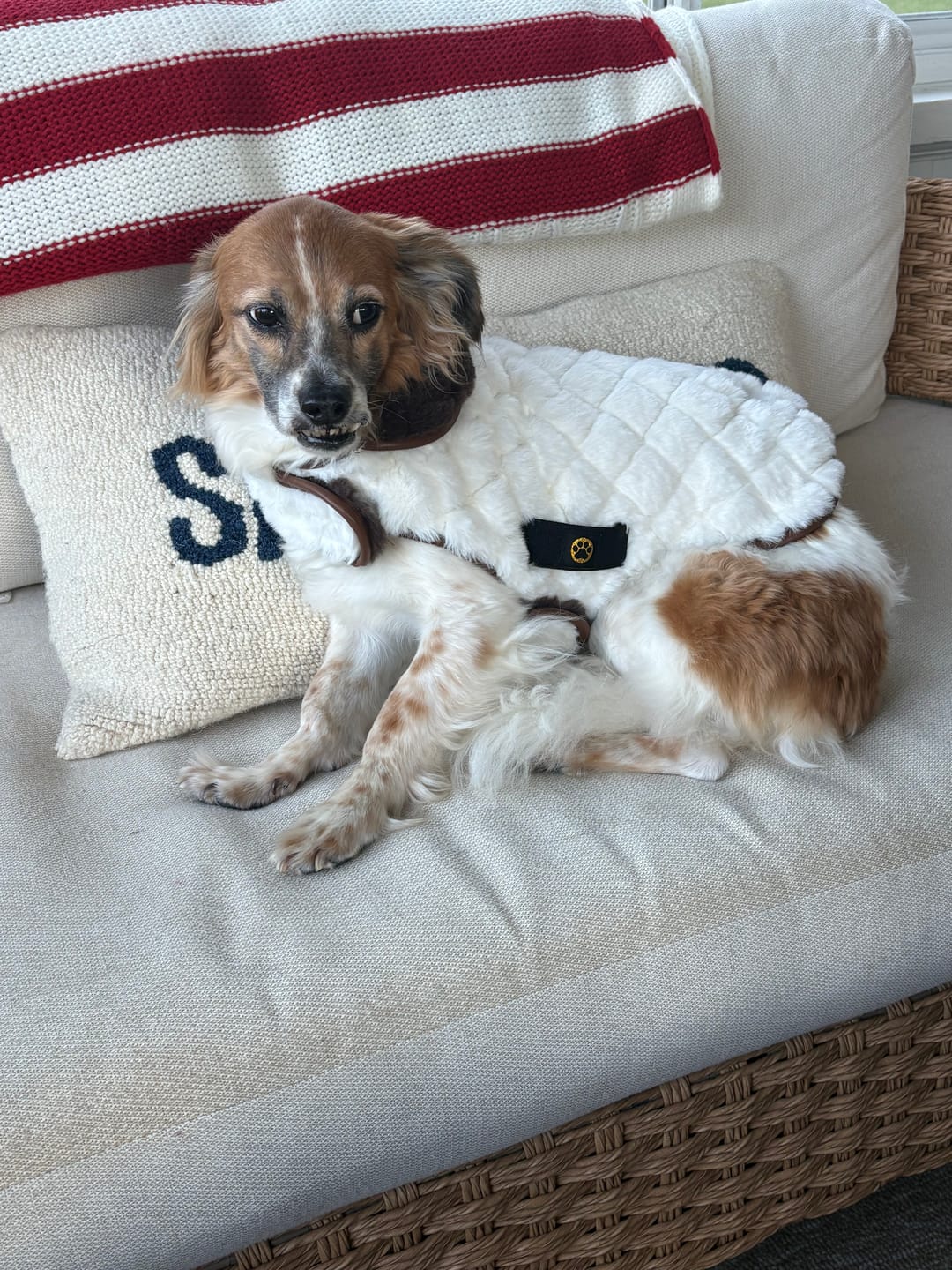 Customer photo review of Pet Vest - Cream/Dark Brown